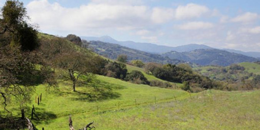 Calero Trail Run - Spring