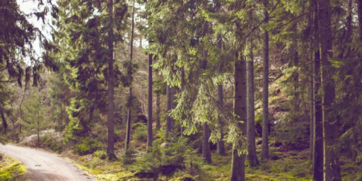 Traverse City Trail Running Festival