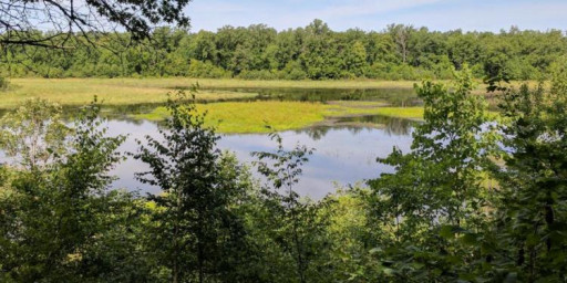 Fire Tower Trail Races
