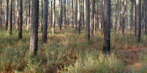 Mississippi Trail 50