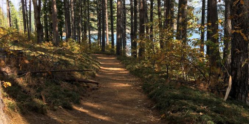 Trail Run at Sly Park - Fall