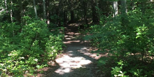 Forgotten Forest Ultra Run